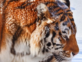 Пазл «Припорошенный тигр»