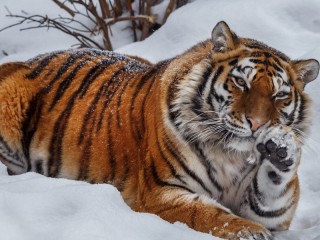 Пазл «Привет от тигра»