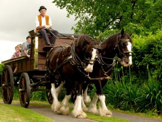 Jigsaw Puzzle «Ride in wagon»