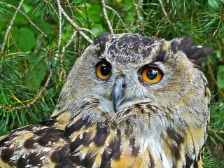 Пазл «Eagle owl»