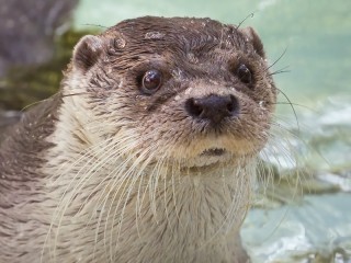 Jigsaw Puzzle «Just otter»