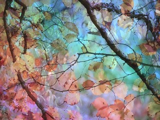 Пазл «Прозрачные листья»