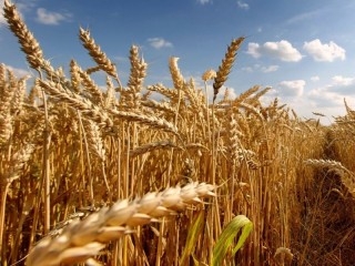 Пазл «Пшеница»