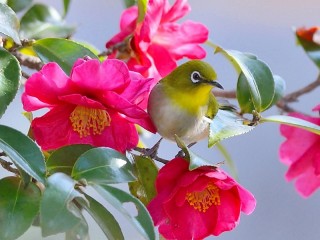 Rätsel «Bird and flowers»