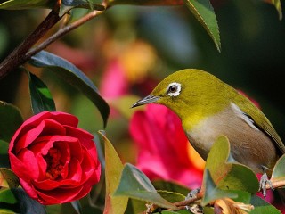 Пазл «Bird and flower»