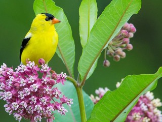 Quebra-cabeça «Bird on a flower»