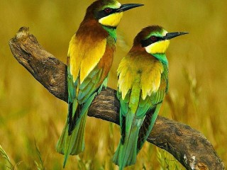 Bulmaca «Birds on a branch»