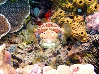Bulmaca «Bug-eyed fish»