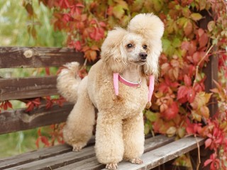 Jigsaw Puzzle «Poodle»