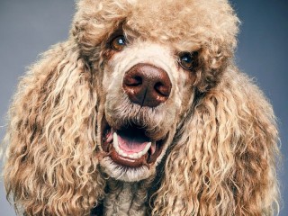 Jigsaw Puzzle «Poodle»