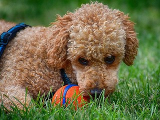 Jigsaw Puzzle «The poodle and the ball»