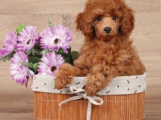 Rompecabezas «Poodle and flowers»