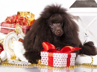 Bulmaca «The poodle as a gift»