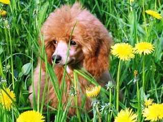 Slagalica «Poodle in the grass»