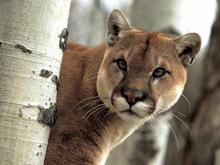 Rätsel «Puma»
