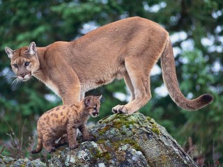 Quebra-cabeça «Cougar with kitten»