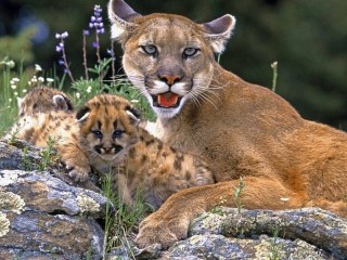 Zagadka «Puma with kittens»