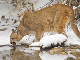 Пазл «Puma in winter»