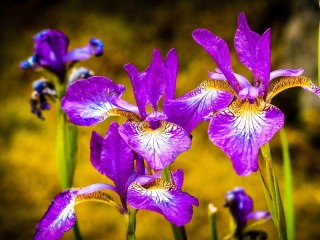 Jigsaw Puzzle «purple irises»
