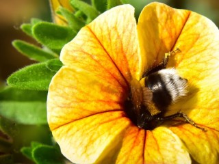 Jigsaw Puzzle «fluffy bumblebee»