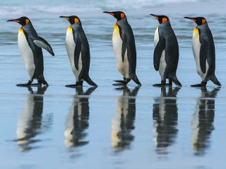 Quebra-cabeça «Five penguins»