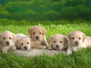 Puzzle «Five puppies»