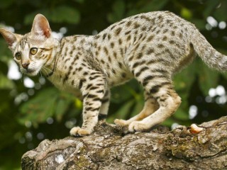 Puzzle «Spotted cat»