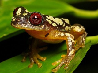 Слагалица «Spotted frog»