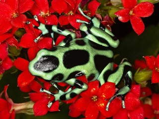 Puzzle «Spotted frog»