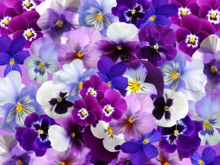 Quebra-cabeça «colorful flowers»