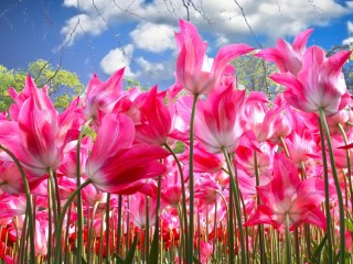 Пазл «Пёстрые тюльпаны»