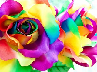 Пазл «Rainbow roses»