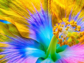 Zagadka «rainbow hibiscus»