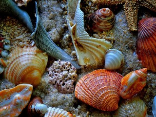 Пазл «Seashells»