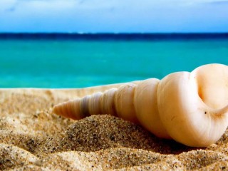 Jigsaw Puzzle «Shell»