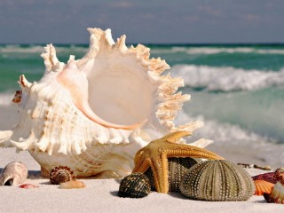 Jigsaw Puzzle «shell 2»