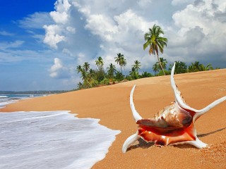 Пазл «Ракушка на пляже»