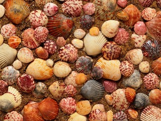 Quebra-cabeça «Shells»
