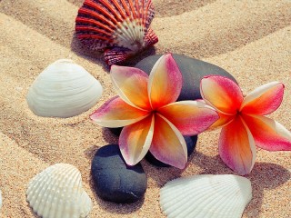 Jigsaw Puzzle «Seashells on the sand»