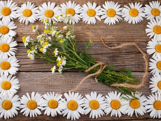 Jigsaw Puzzle «Frame of daisies»