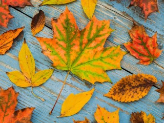 Jigsaw Puzzle «Different leaves»