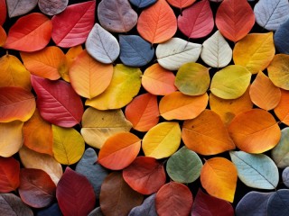 Jigsaw Puzzle «Variegated leaves»