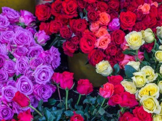 Пазл «assorted roses»