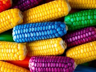 Puzzle «Colorful corn»