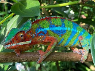 Пазл «Разноцветная ящерица»