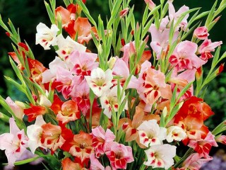 Jigsaw Puzzle «Colorful gladioli»