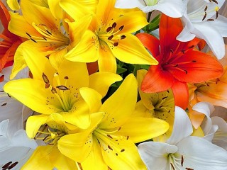 Пазл «Разноцветные лилии»