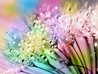 Zagadka «colorful dandelions»