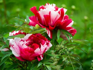 Zagadka «Multi-colored peonies»