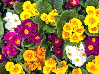 Jigsaw Puzzle «Multicolored primroses»